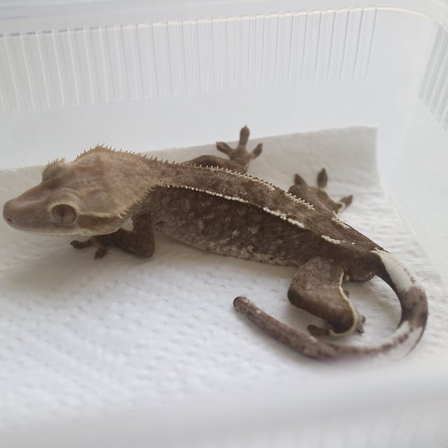 Axanthic