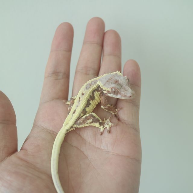 프라푸치노