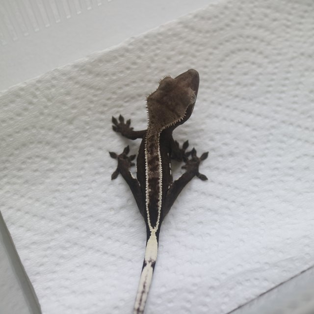 Axanthic
