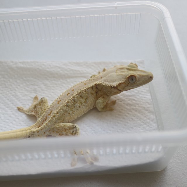 Lilly White