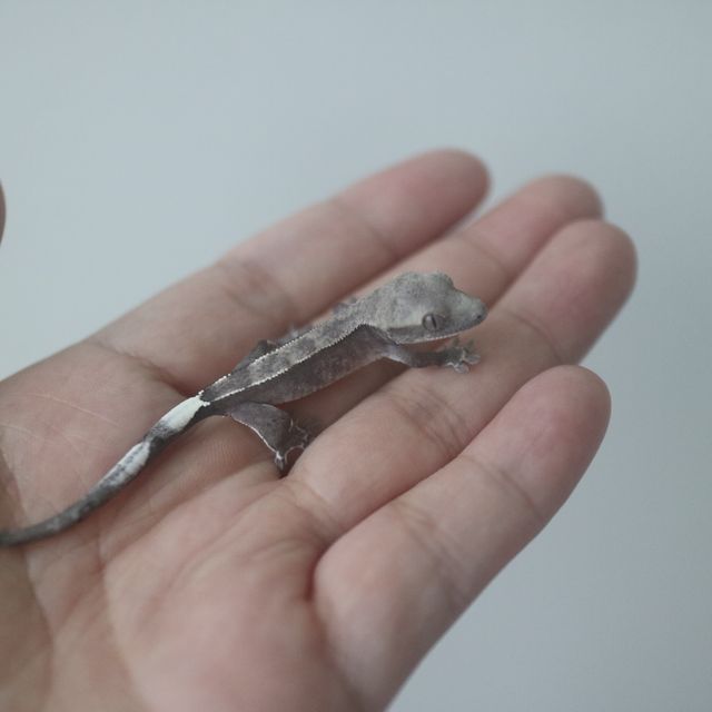 아잔틱