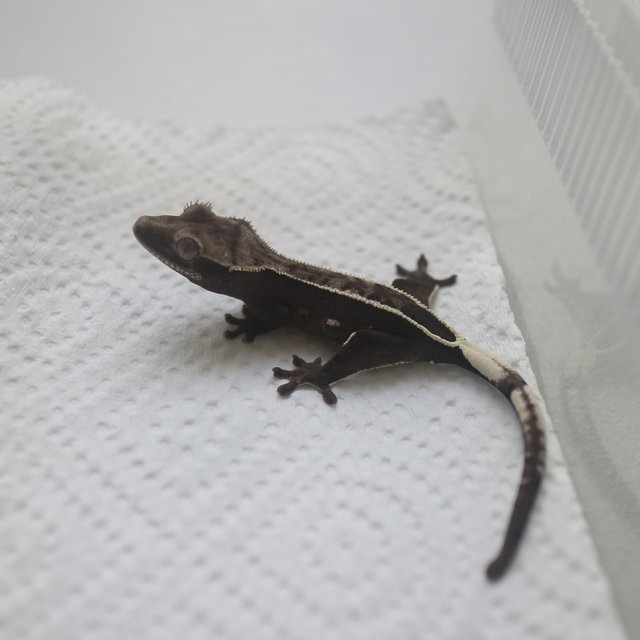 Axanthic
