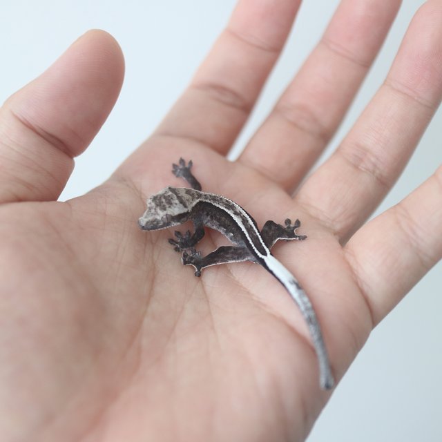 Axanthic