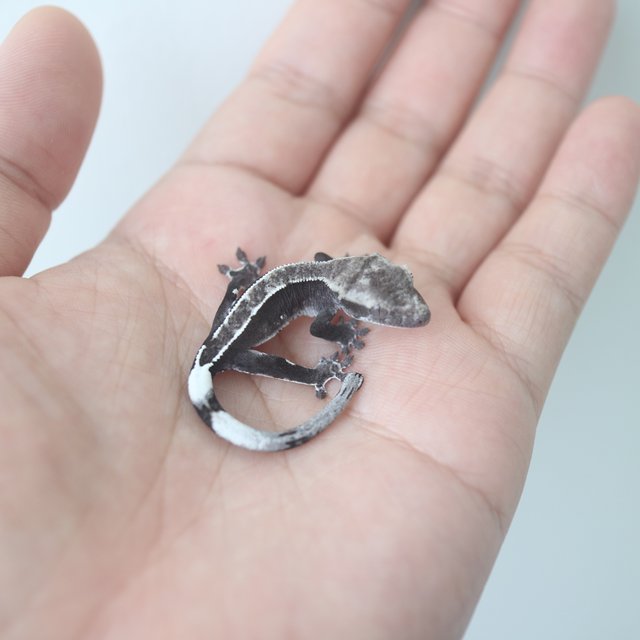 Axanthic