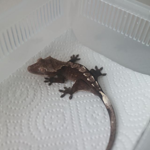 아잔틱