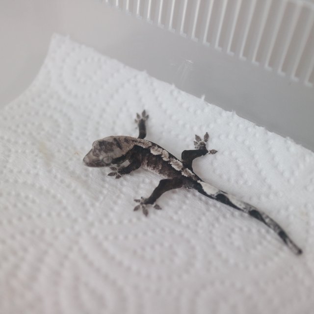 Axanthic