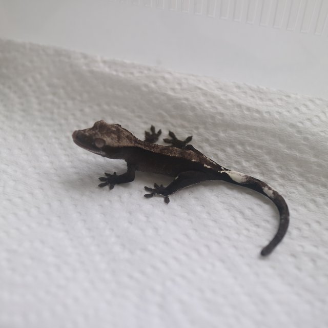 Axanthic