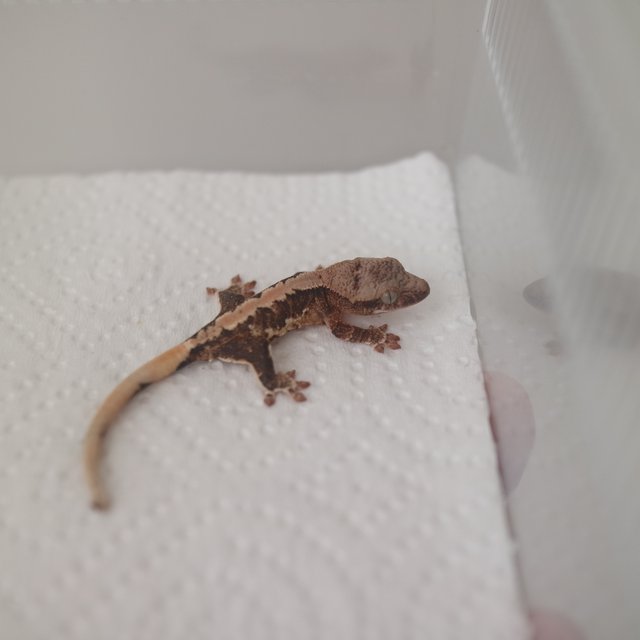 릴리100%헷아잔틱