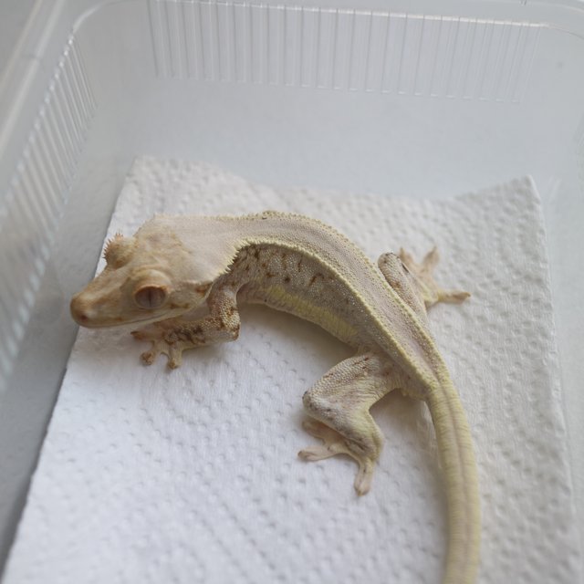 Lilly White