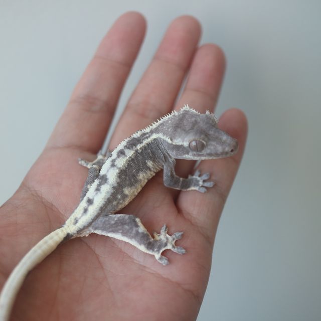 릴잔틱