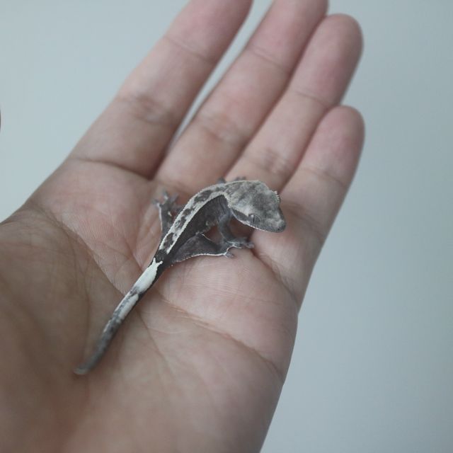 아잔틱