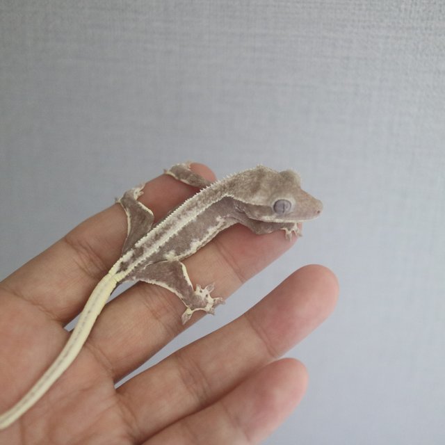 Lilly Axanthic