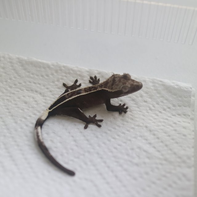 Axanthic