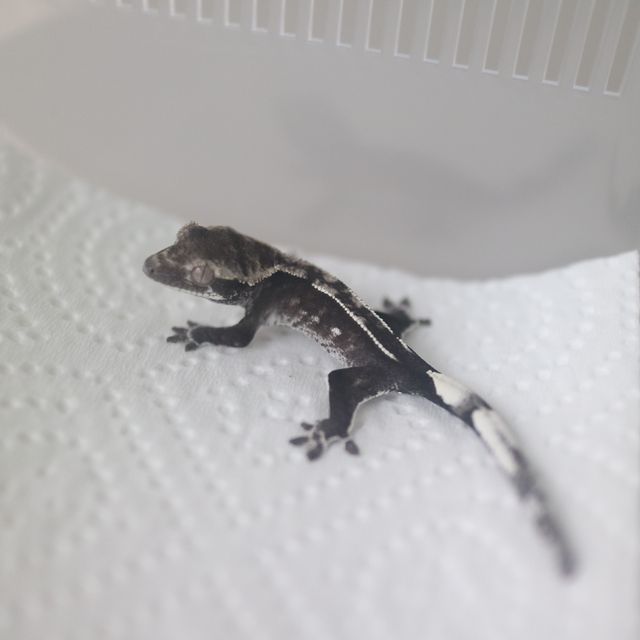 아잔틱