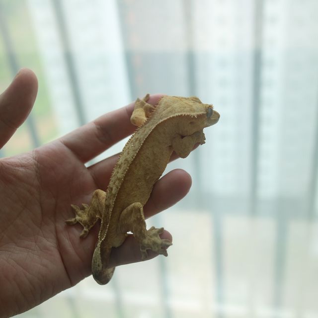 노멀