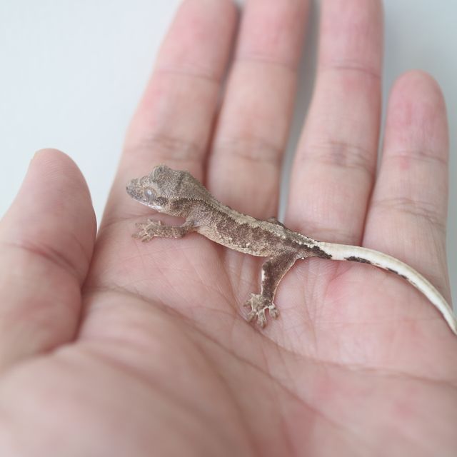 100% Het Axanthic