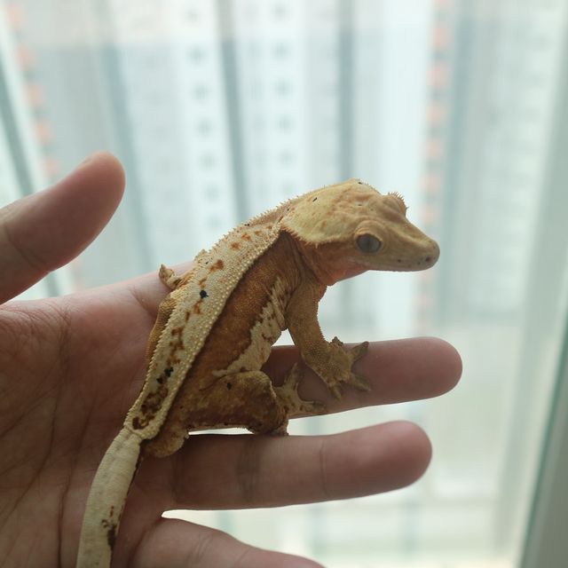 노멀