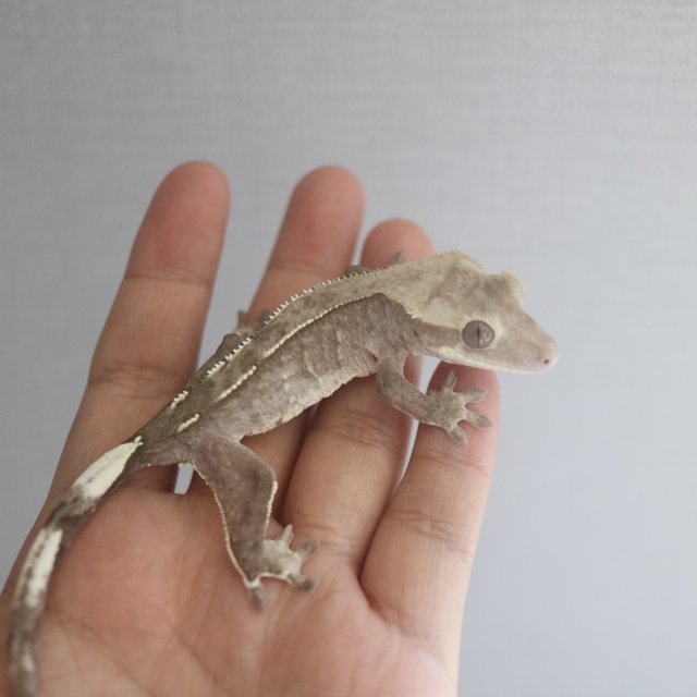 Axanthic