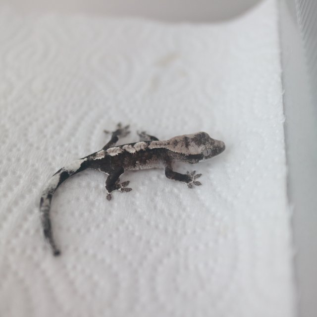 Axanthic