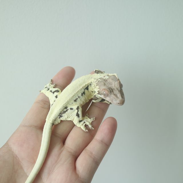 프라푸치노