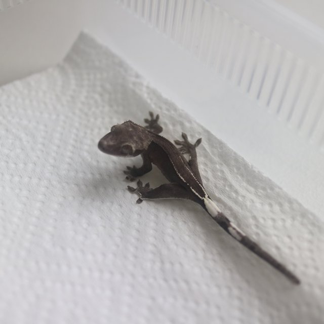 Axanthic