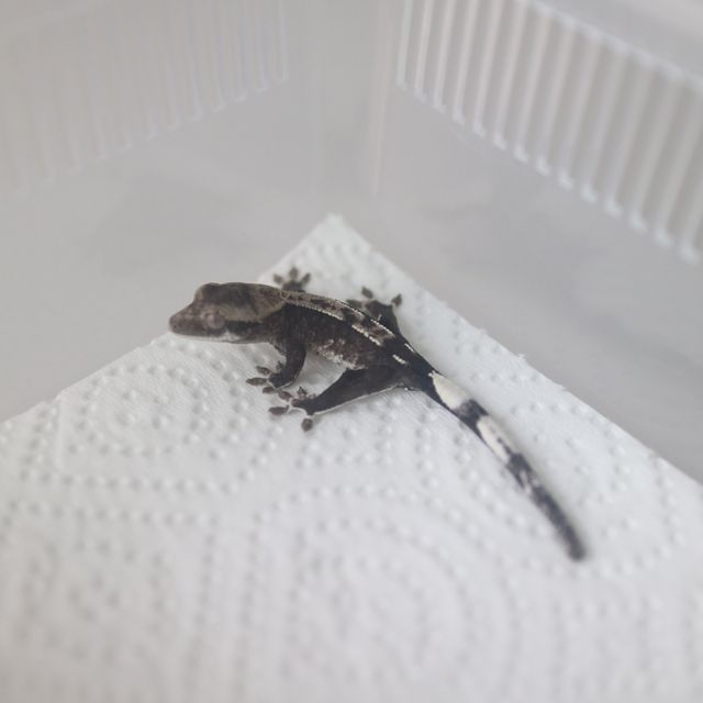 아잔틱