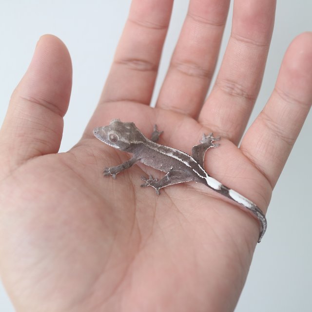 Axanthic