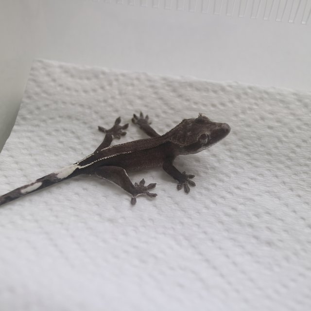 Axanthic