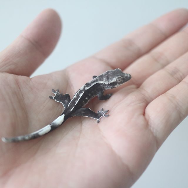 아잔틱