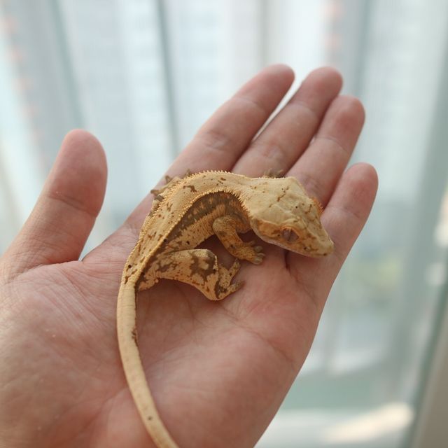 노멀