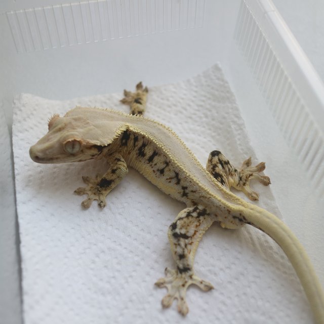 Lilly White