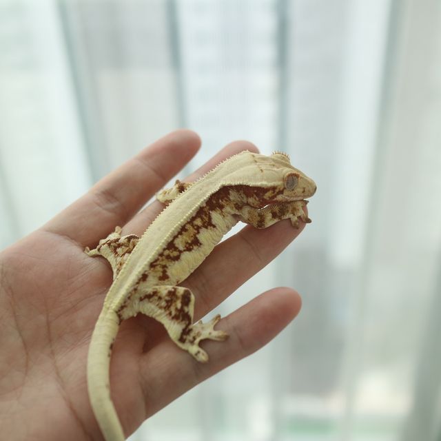 릴리화이트 레드