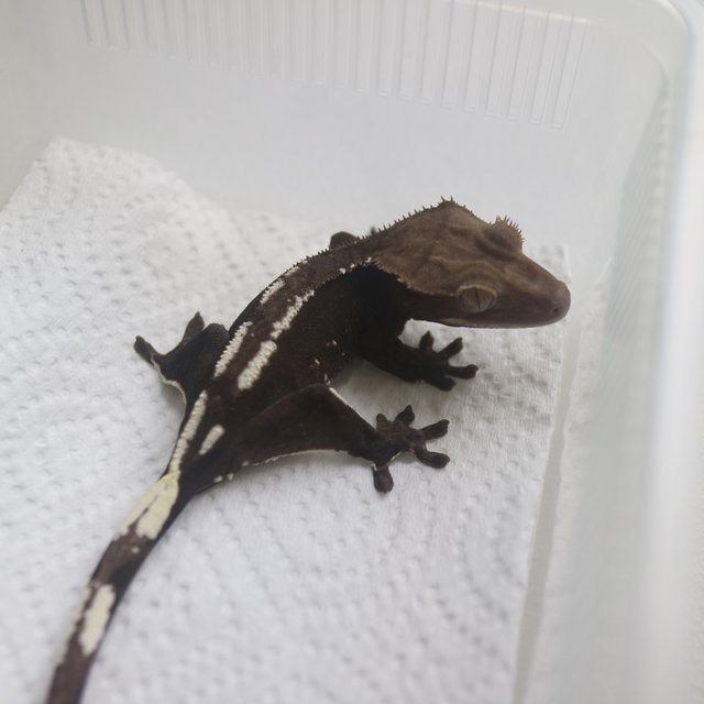 Axanthic
