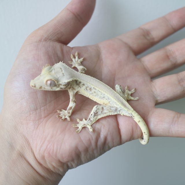 Lilly White