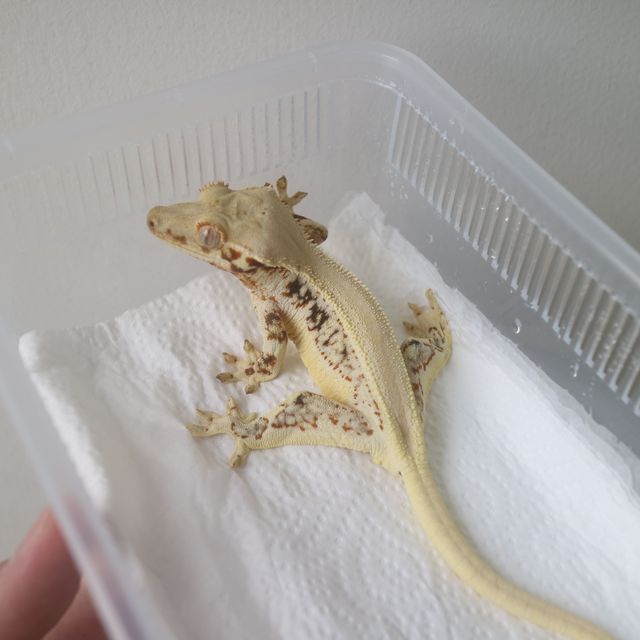 Lilly White