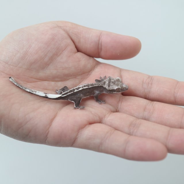 Axanthic