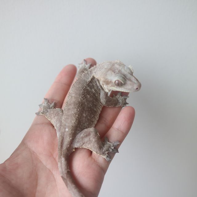 아잔틱