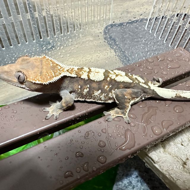 세이블