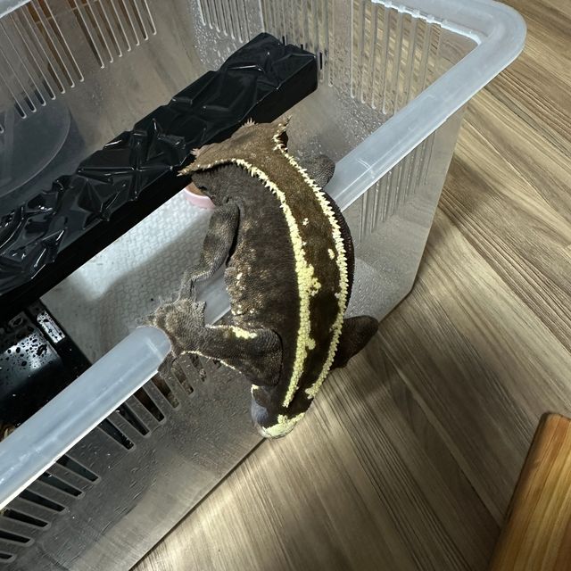카푸치노