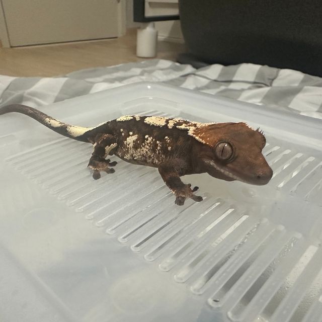 세이블