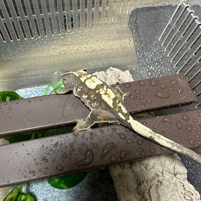 세이블