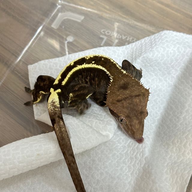 카푸치노