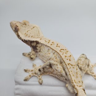 이크