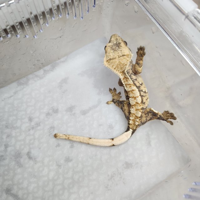 노멀 트라이 익스트림할리퀸