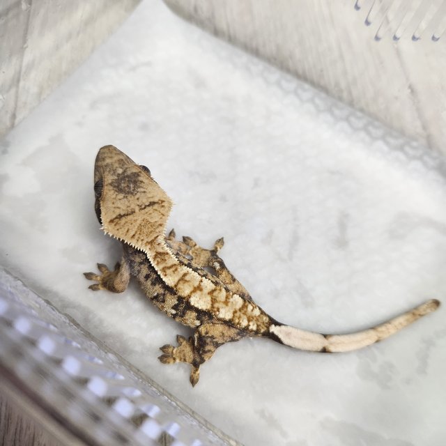 노멀 트라이 익스트림할리퀸