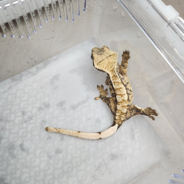 노멀 트라이 익스트림할리퀸