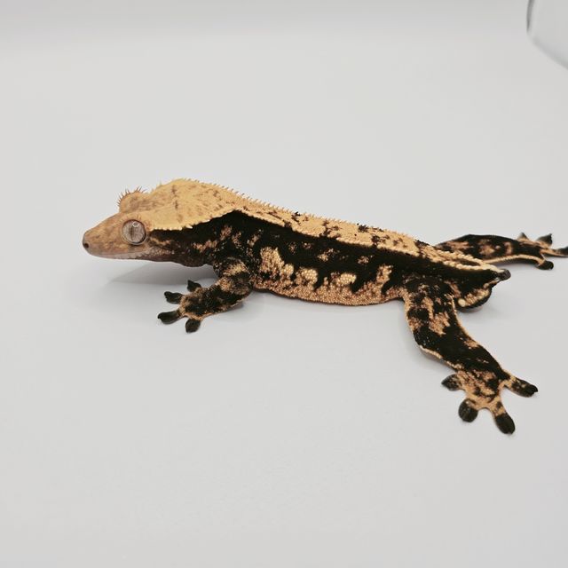트라이