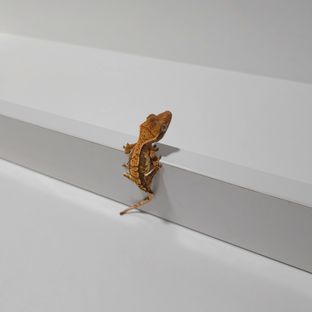 노멀 익스트림할리퀸 화이트스팟 텐저린