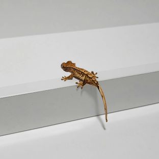 노멀 익스트림할리퀸 화이트스팟 화이트핀 텐저린