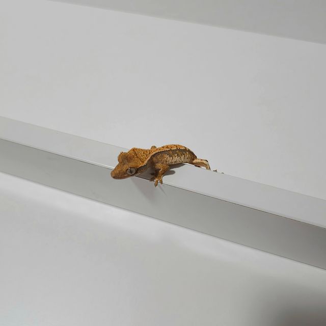 노멀 익스트림할리퀸 화이트스팟 텐저린